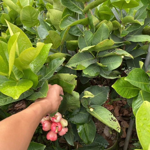 漳州大叶红莲雾苗