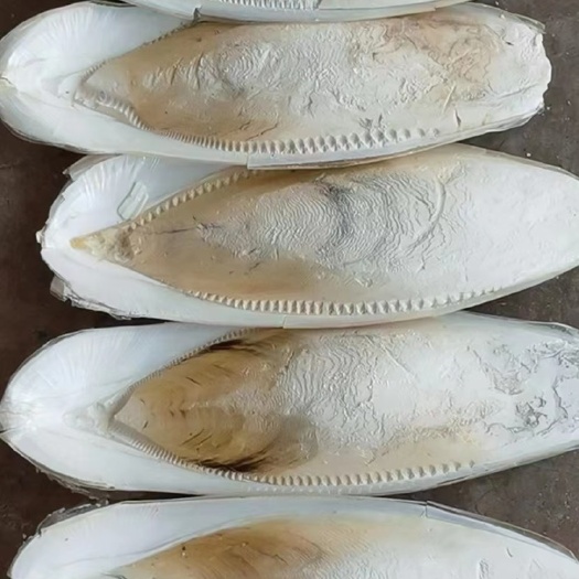 摩洛哥海螵蛸墨鱼骨