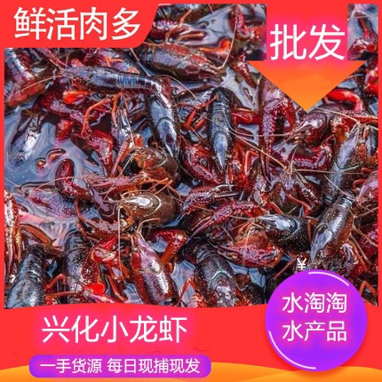 兴化市江苏兴化本地硬规格精品小龙虾，龙虾礼盒，精品大龙虾