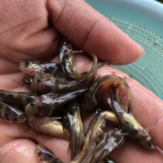 佛山黄骨鱼苗黄颡鱼苗昂刺鱼苗黄辣丁苗