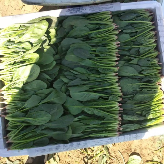 兴和县内蒙菠菜