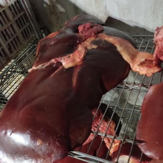 昆明云南本地土牛 牛肝 鲜牛肝