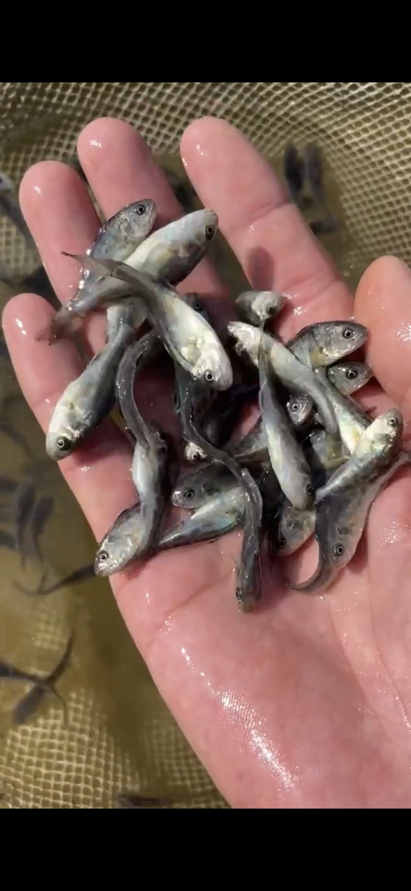 海水春子苗 人工驯化一级品种