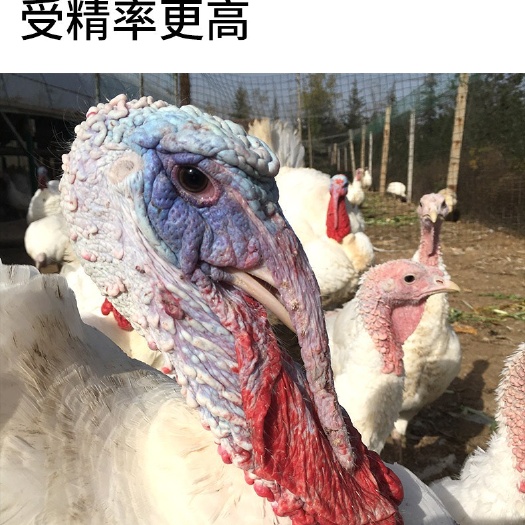 南宁尼古拉火鸡苗