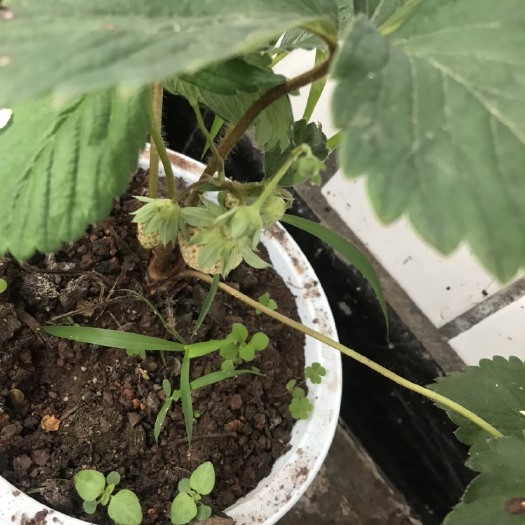 盆栽草莓
