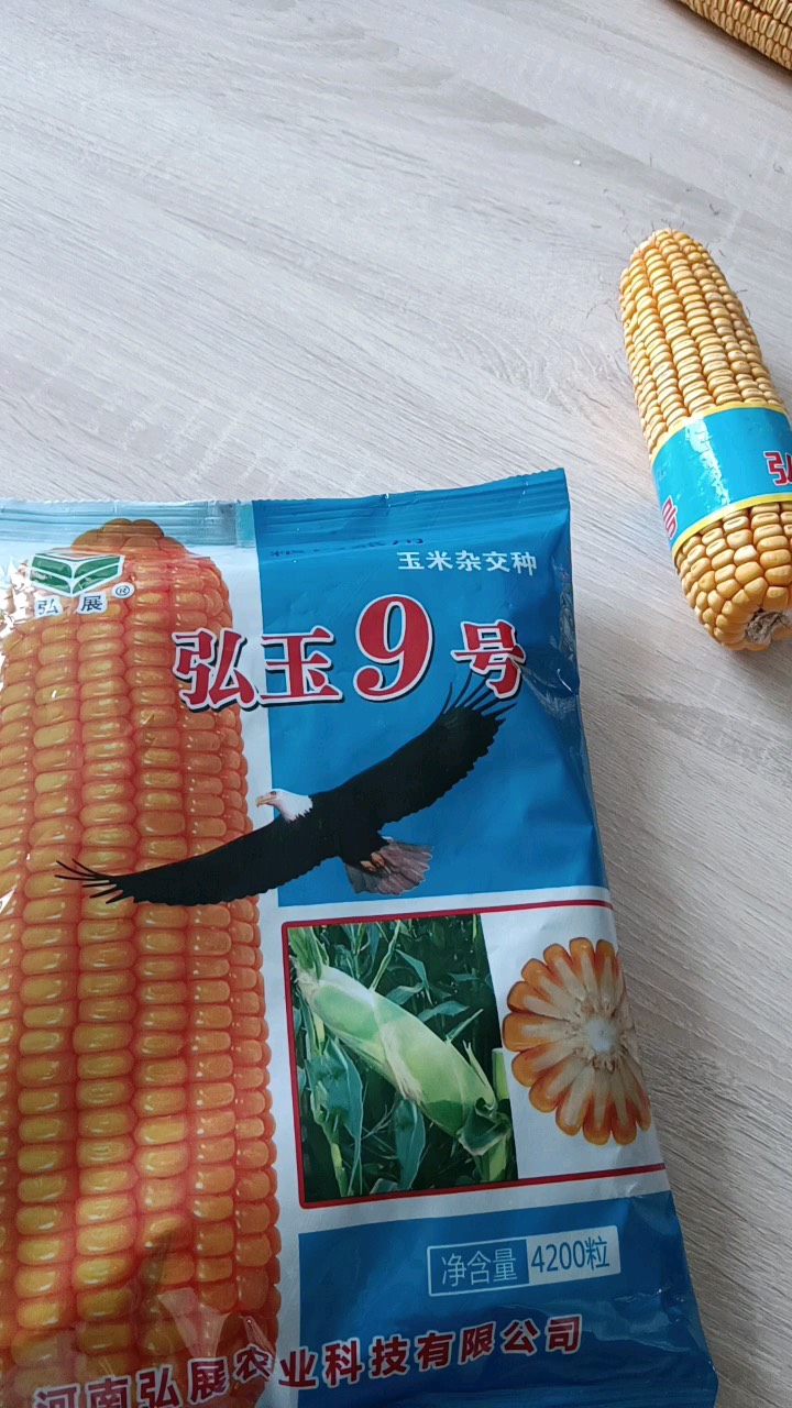 郑州弘王9号玉米种子，抗性好不秃尖不花粒不塌坑，粮饲兼用玉米种