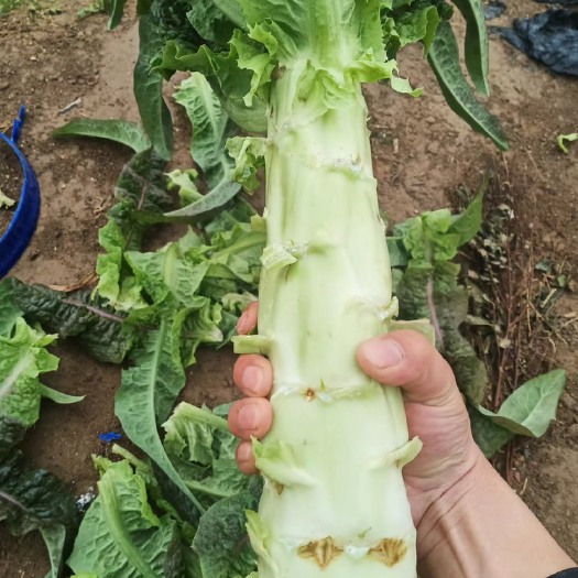 榆中县莴笋大量有货，光杆毛货
