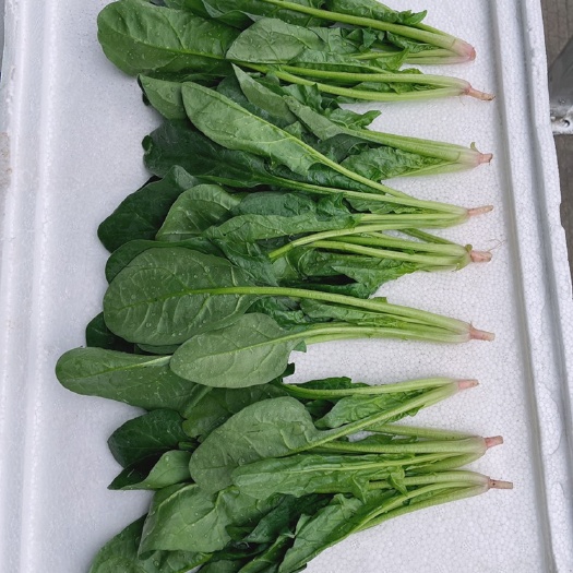 武汉实物：菠菜，四季美农贸城a319