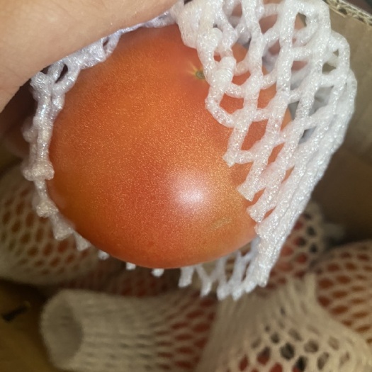 寿光市普罗旺斯西红柿