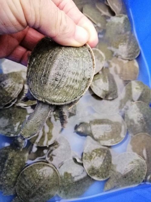 宝应县苗场直销 货量充足