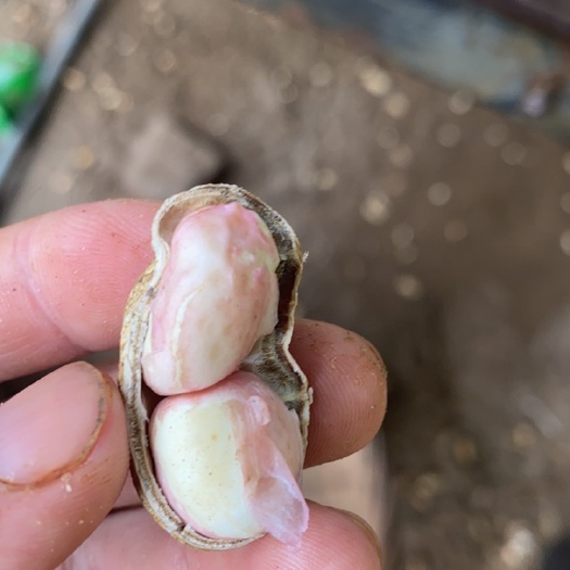 广东湛江市徐闻精品沙土白米花生