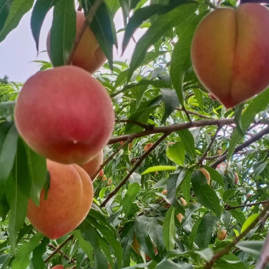 资兴市金蜜黄桃，形美味佳