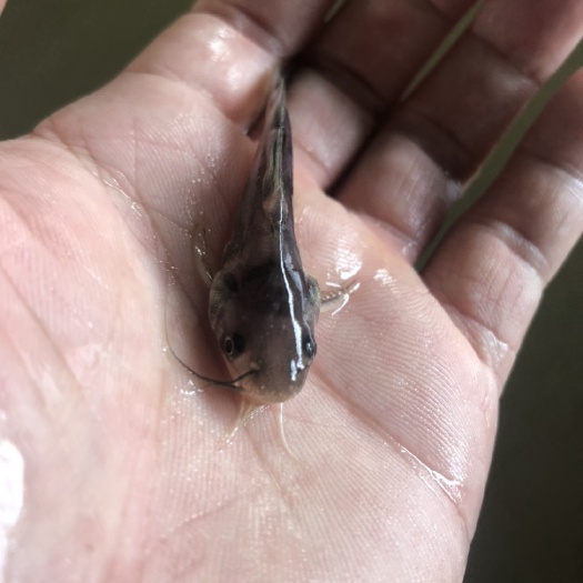 肇庆黄骨鱼苗黄腊丁苗种黄辣丁鱼苗快大种苗杂交快大型