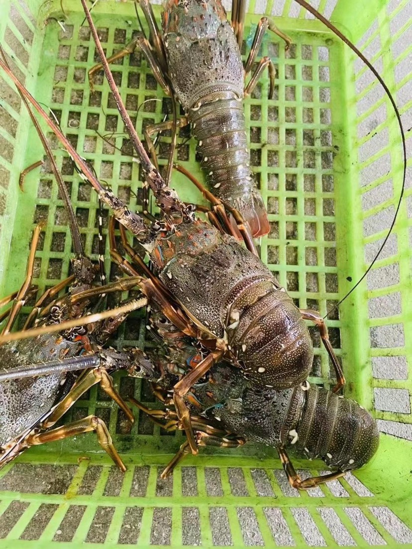 小青龙虾 一级新鲜活冻冰冻 中华锦绣大龙虾 酒店餐饮排挡批发