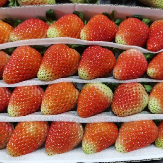会泽县云南草莓 蒙特瑞草莓 波特啦  圣安
