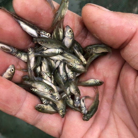 常州青鱼苗 乌青 鱼苗 螺蛳青 鱼苗 黑皖鱼苗  夏花 夏片鱼种