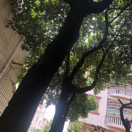 北海胭脂树，八年树龄，直径30公分