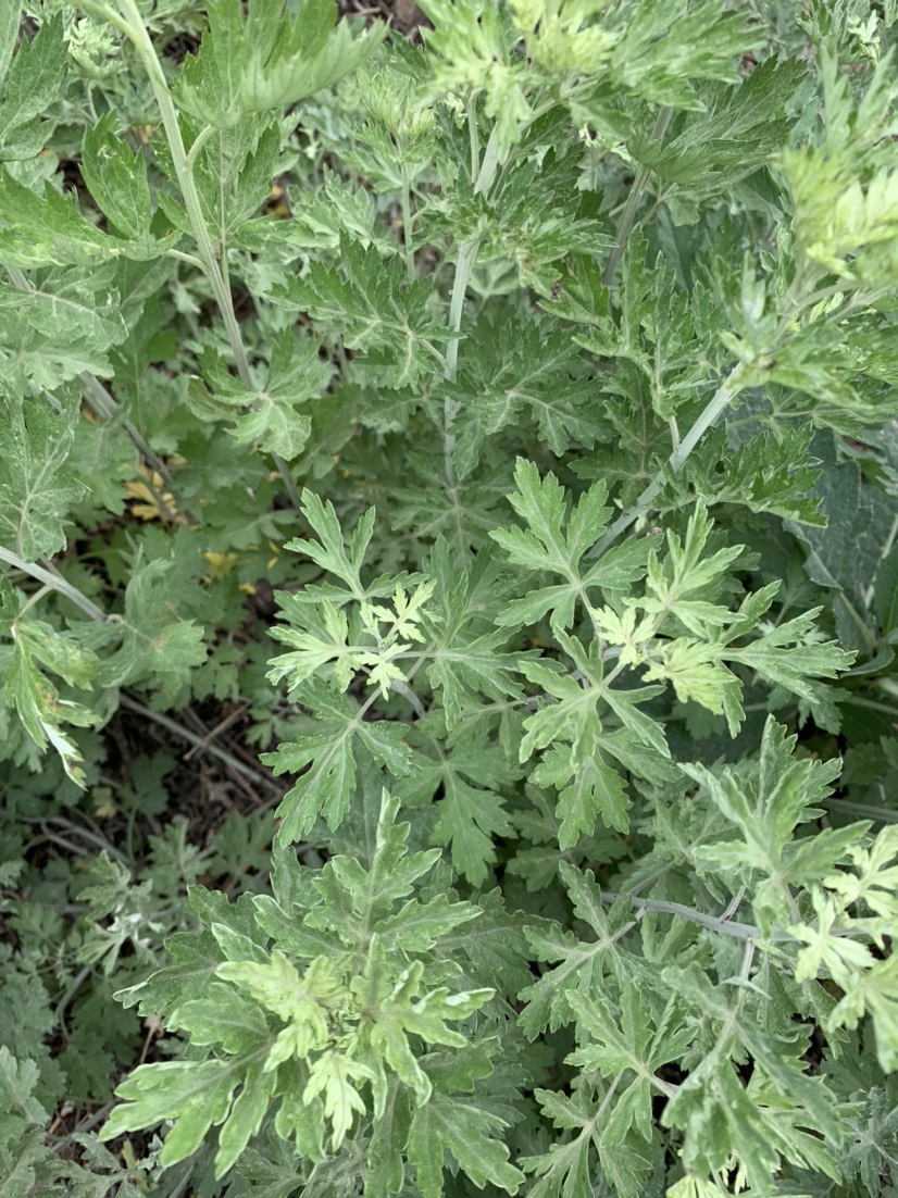 中草药 鲜艾草全棵代根，老峪沟山上自然生长符合 药典标