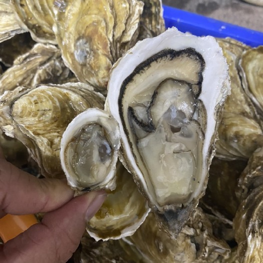 廉江市湛江三倍体生蚝