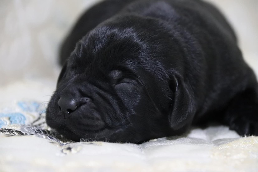 纯种拉布拉多犬，导盲犬，神犬小七拉布拉多幼犬，宠物犬