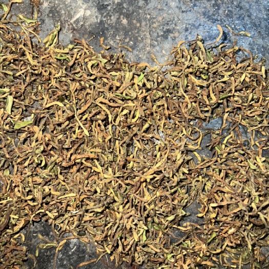 非种植野金银花