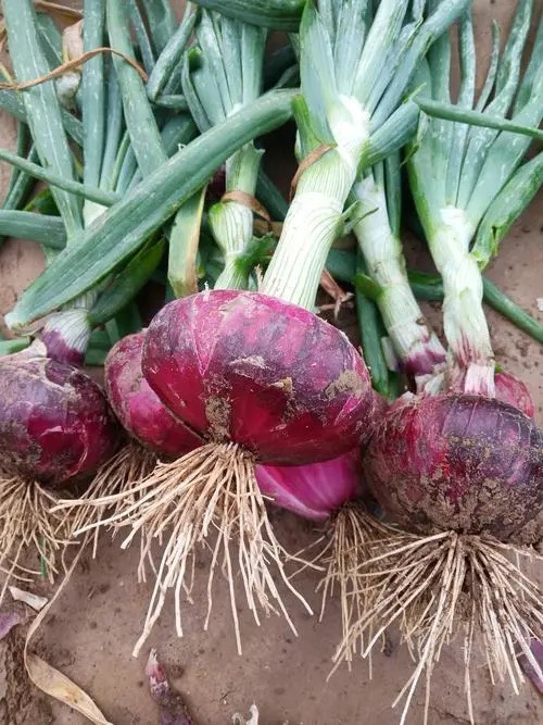 精品洋葱种子，欢迎各位老板咨询，需要的老板联系咨询详情