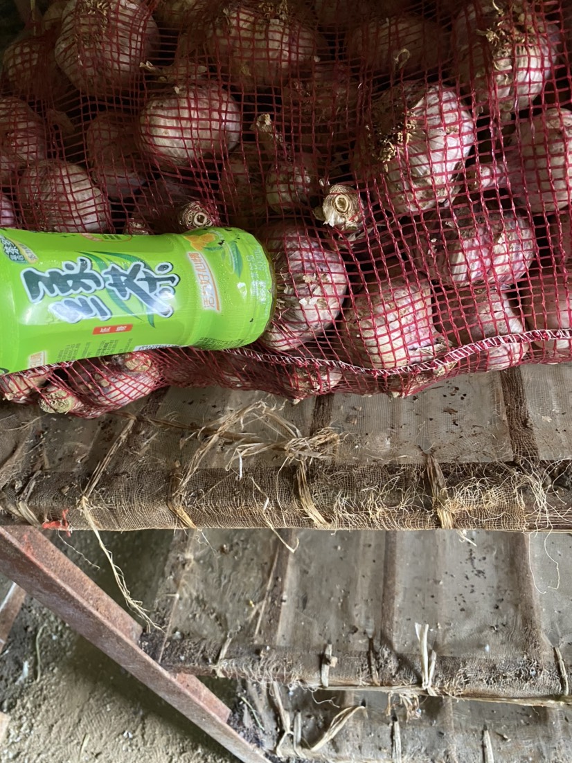 河南中牟产地紫红皮大蒜 大量供应各种规格 合作共赢