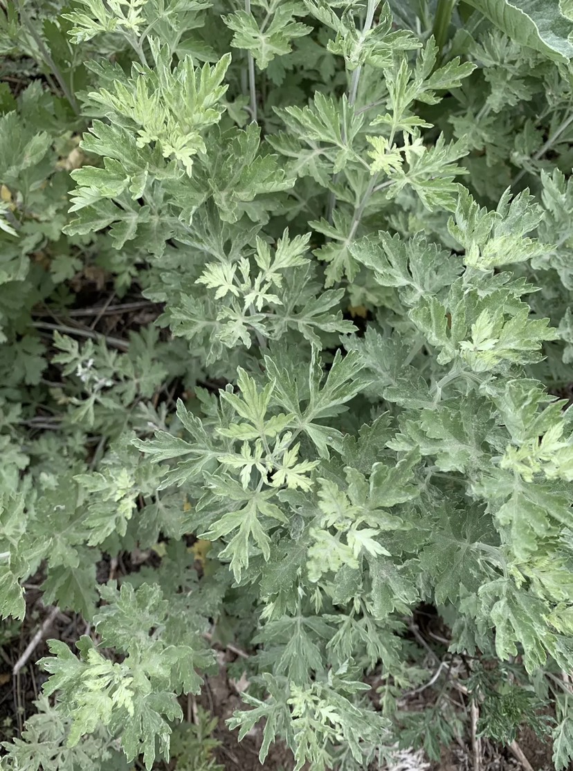 中草药 鲜艾草全棵代根，老峪沟山上自然生长符合 药典标