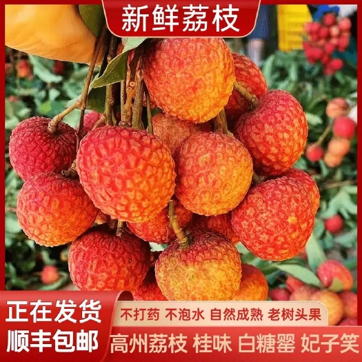高州市高州白沙白糖罂荔枝现摘现发甜新鲜皮薄多汁品质好够大够靓量大