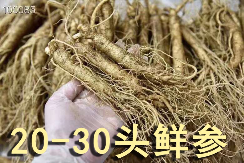 包郵林下參鮮人參單支200克大參保溫箱青苔