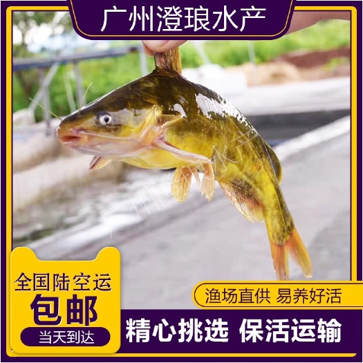 黄骨鱼苗黄颡鱼苗活体淡水养殖黄丫头黄辣丁鱼苗杂交全雄新鲜饲料
