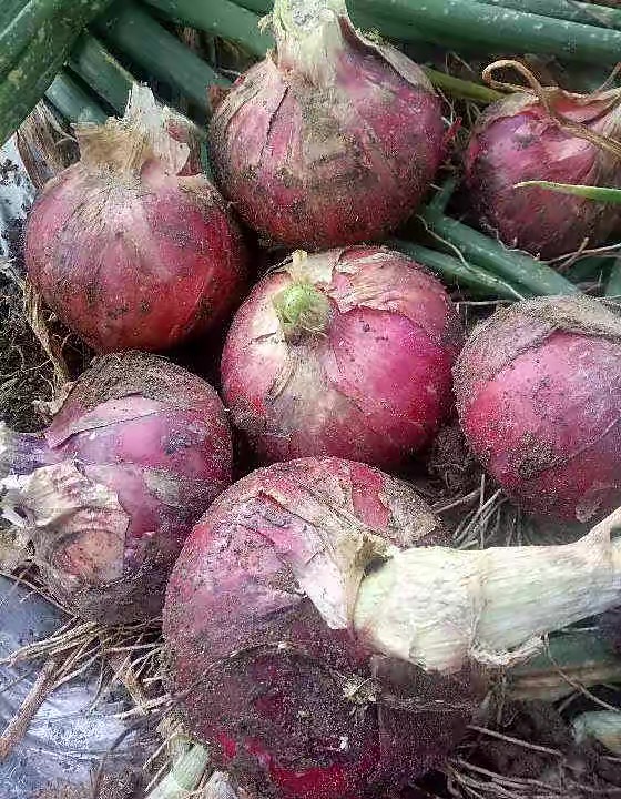 精品洋葱种子，欢迎各位老板咨询，需要的老板联系咨询详情