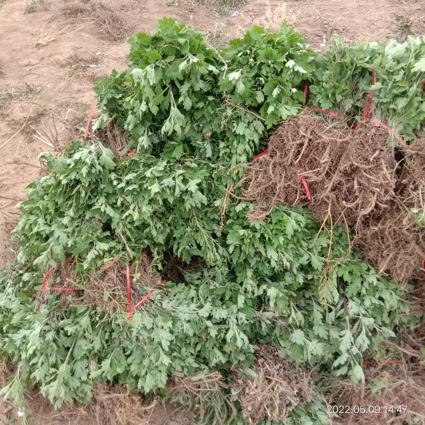 提供菊花苗 金丝皇菊苗 北京菊苗 菊花苗 基地直供