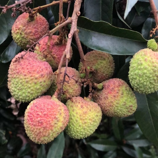 灵山县广西灵山妃子笑荔枝大量上市，欢迎全国老板过来收购