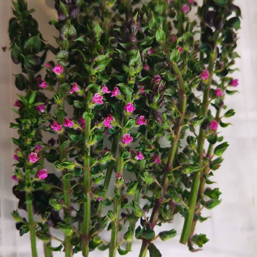 郑州紫苏花穗