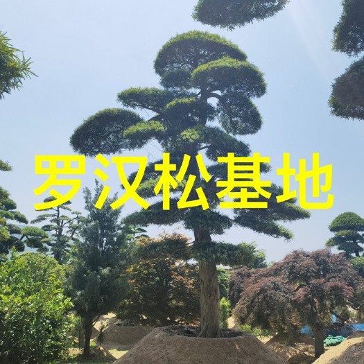漳州日本造型罗汉松价格 别墅庭院造景 国产罗汉松批发 迎客松