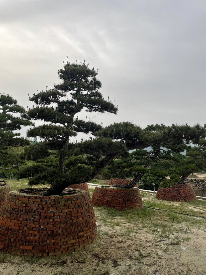 黑松批發(fā) 黑松報價 造型黑松價格 黑松 日本黑松