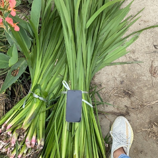 成都菖蒲 水菖蒲