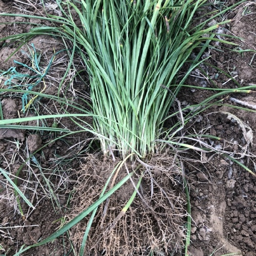 曹县常年大量供应麦冬苗，麦冬草，免费提供技术指导基地直销