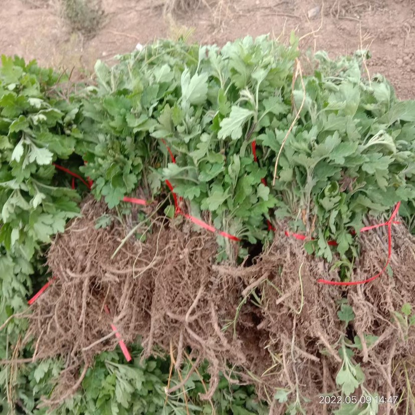 提供菊花苗 金丝皇菊苗 北京菊苗 菊花苗 基地直供