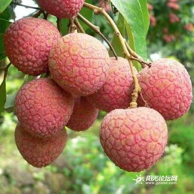 高州市高州平山白糖罂