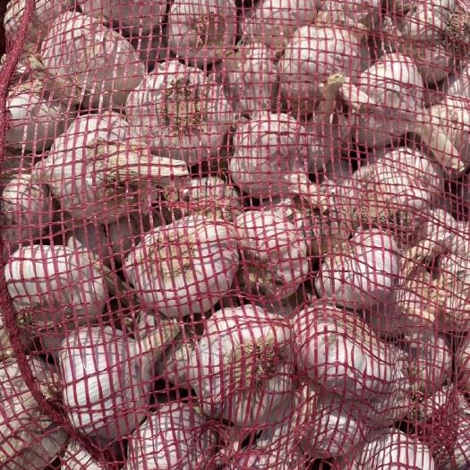 柘城县产地直销紫皮精品大蒜 一手货源 价格便宜 诚信为本