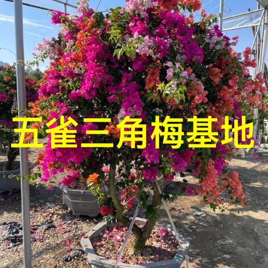 漳州造型三角梅批发 泰国五雀三角梅价格 伞型三角梅 蘑菇型三角梅