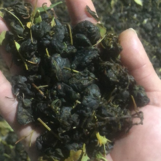 巴马县多穗石柯，又名木姜叶柯甜茶。长期供应种子、小苗、颗粒甜茶