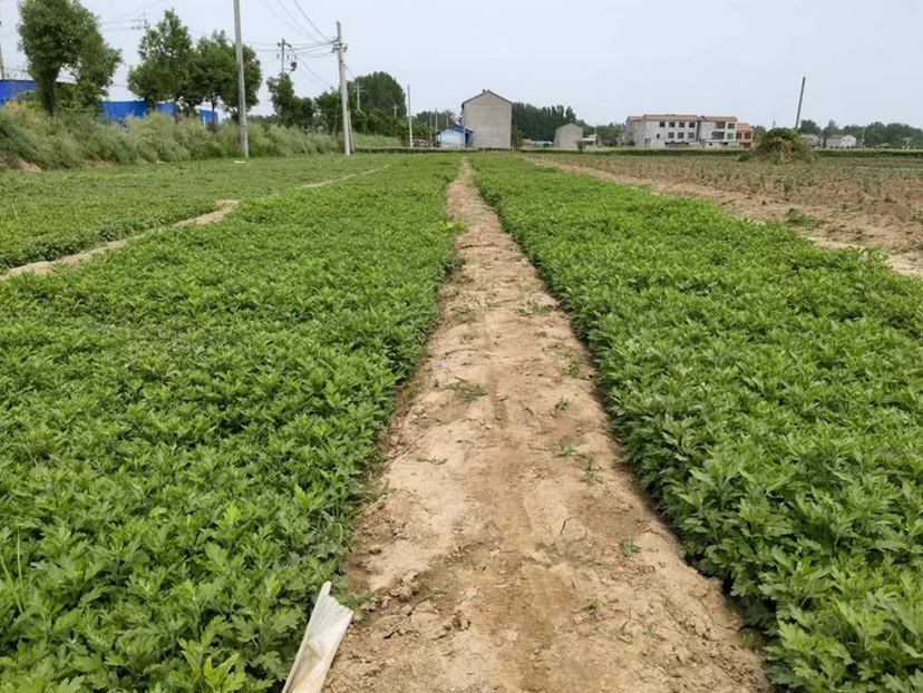 提供菊花苗 金丝皇菊苗 北京菊苗 菊花苗 基地直供