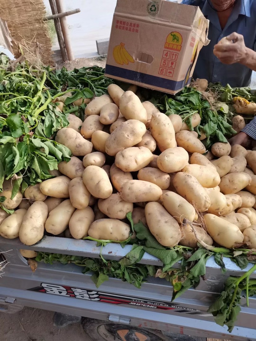丰县荷兰十五，V7-希森土豆，大量供应中！