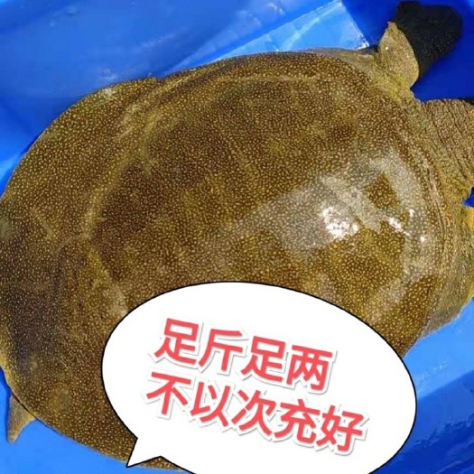 固始县中华鱼外塘甲鱼批发