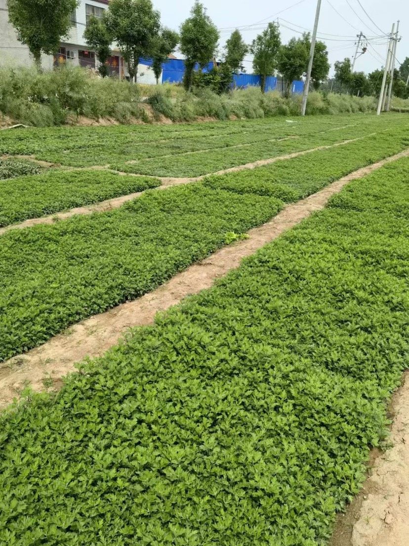 提供菊花苗 金丝皇菊苗 北京菊苗 菊花苗 基地直供