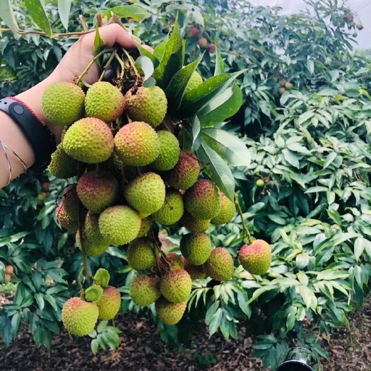 廉江市产地大量妃子笑荔枝上市
