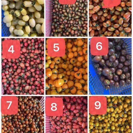 上海南汇小番茄甜度11+以上